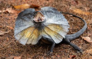 Frilled-Neck Lizard