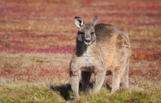 Narwantapu National Park Kangaroo