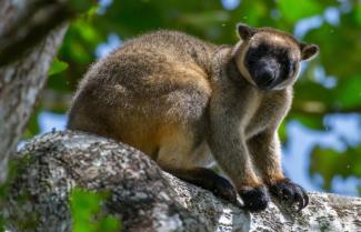 Tree Kangaroo