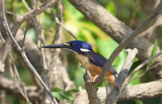 Kingfisher