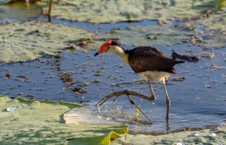 Jacana