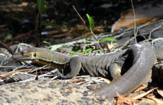 Water Monitor