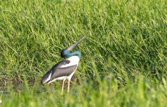 Stork