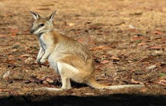 Wallaby