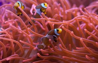 Clown fish 