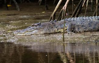 Daintree crocodile