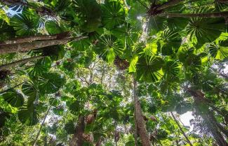 Daintree rainforest canopy