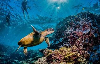 great barrier reef snorkeling