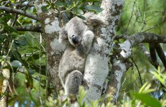 Port Macquarie Koala Hospital