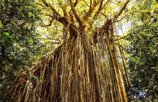 Queensland Curtain Fig Tree