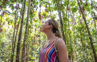 Queensland Daintree