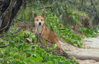 Queensland Dingo at Fraser Island