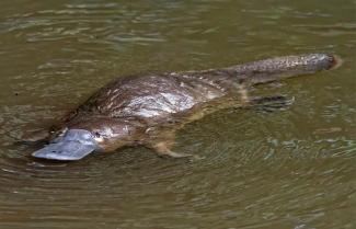 Queensland platypus