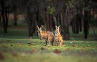 Kangaroo South Australia