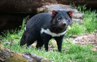 Tasmanian Devil