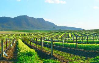 Hunter Valley Vineyard