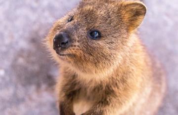 smiling quokka