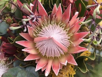 Margaret river farmers market flowers by Cape Flora Estate