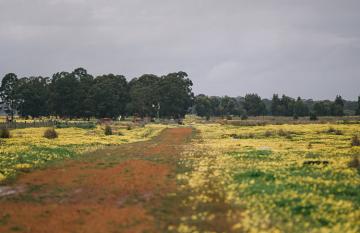 Esperance wildflowers