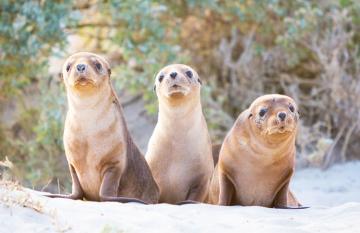 Seals at kangaroo island